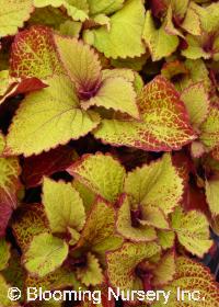 Coleus 'Orange King'